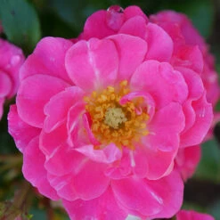 Oso Easy® Double Pink Rose -Perennials Store rosa oso easy double pink 1 P