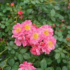 Oso Easy® Double Pink Rose -Perennials Store rosa oso easy double pink 3 P
