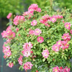 Oso Easy® Double Pink Rose -Perennials Store rosa oso easy double pink 5 P
