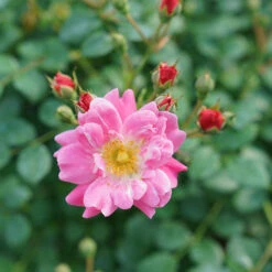 Oso Easy® Double Pink Rose -Perennials Store rosa oso easy double pink 6 P