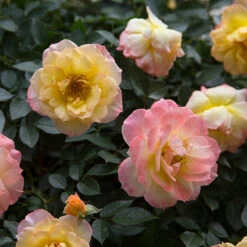 Oso Easy Italian Ice® Rose -Perennials Store rosa oso easy italian ice 2 P