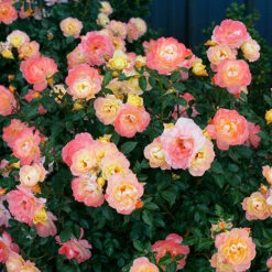 Oso Easy Italian Ice® Rose -Perennials Store rosa oso easy italian ice 3 P