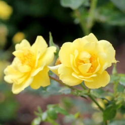 Oso Easy® Rose Collection 11 Oso Easy® Rose Collection -Perennials Store rosa oso easy lemon zest 4