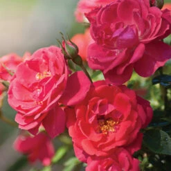 Oso Easy® Rose Collection 12 Oso Easy® Rose Collection -Perennials Store rosa oso easy mango salsa 5