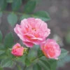 Oso Easy® Petit Pink Rose -Perennials Store rosa oso easy petit pink 1 P