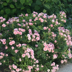 Oso Easy® Petit Pink Rose -Perennials Store rosa oso easy petit pink 3 P