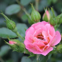 Oso Easy® Petit Pink Rose -Perennials Store rosa oso easy petit pink 4 P