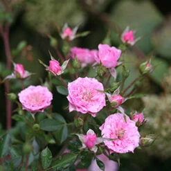 Oso Easy® Petit Pink Rose -Perennials Store rosa oso easy petit pink 5 P