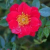 Oso Easy Urban Legend® Rose -Perennials Store rosa oso easy urban legend 1 P