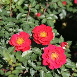 Oso Easy Urban Legend® Rose -Perennials Store rosa oso easy urban legend 4 P