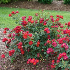 Oso Easy Urban Legend® Rose -Perennials Store rosa oso easy urban legend 6 P