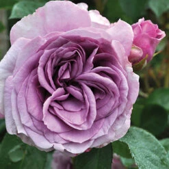 Quicksilver™ Climbing Rose