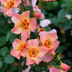 Ringo All-Star™ Rose -Perennials Store rosa ringo all star 4 P