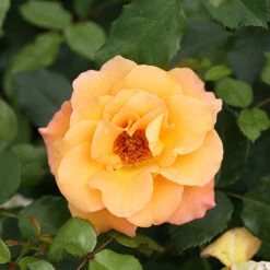 Suñorita® Rose -Perennials Store rosa sunorita rose 4 P