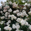 White Eden® Climbing Rose 2 White Eden® Climbing Rose -Perennials Store rosa white eden 1 P