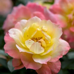 Oso Easy® Rose Collection 10 Oso Easy® Rose Collection -Perennials Store rosa oso easy italian ice 1
