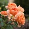 At Last® Rose -Perennials Store rose at last 2 a26a553c 6b9e 45ff 8309 4df9340e321d sw