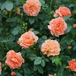 At Last® Rose 12 At Last® Rose -Perennials Store rose at last 5 1378cb08 c8a9 4fff b785 ba8e03f8e03f sw