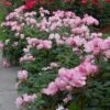 Blushing Knock Out® Rose 2 Blushing Knock Out® Rose -Perennials Store rose blushing knock out 1 sw