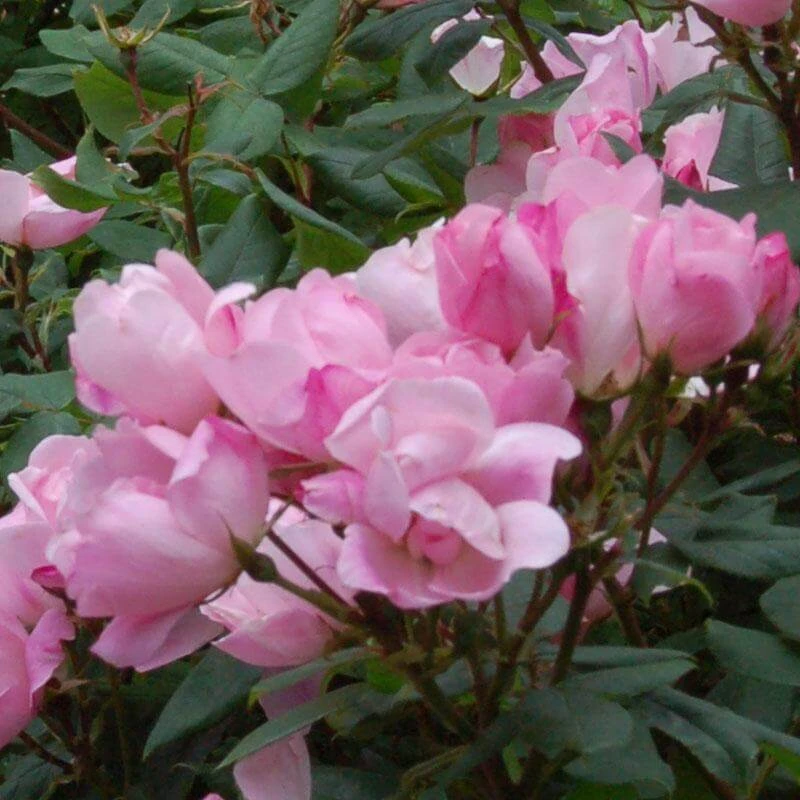 Blushing Knock Out® Rose 5 Blushing Knock Out® Rose - Image 3