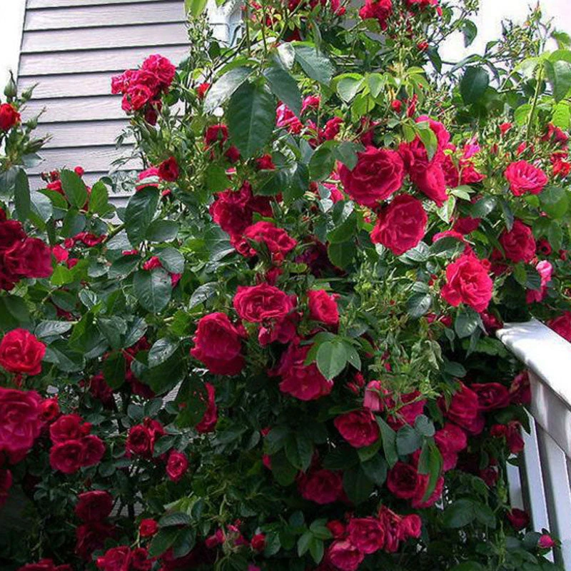 Climbing Rose Collection 4 Climbing Rose Collection - Image 2
