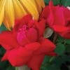 Double Knock Out® Rose 2 Double Knock Out® Rose -Perennials Store rose double knock out 1 sw