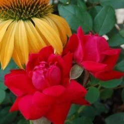 Double Knock Out® Rose -Perennials Store rose double knock out 2 sw