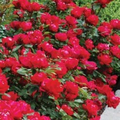 Double Knock Out® Rose -Perennials Store rose double knock out 4 sw