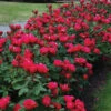 Knock Out® Rose -Perennials Store rose knock out 1