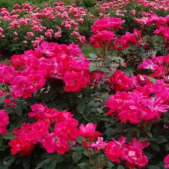Knock Out® Rose -Perennials Store rose knock out 3