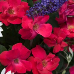 Knock Out® Rose -Perennials Store rose knock out 4