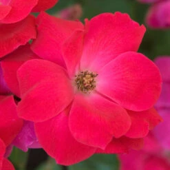 Knock Out® Rose -Perennials Store rose knock out 5