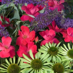 Knock Out® Rose -Perennials Store rose knock out 7