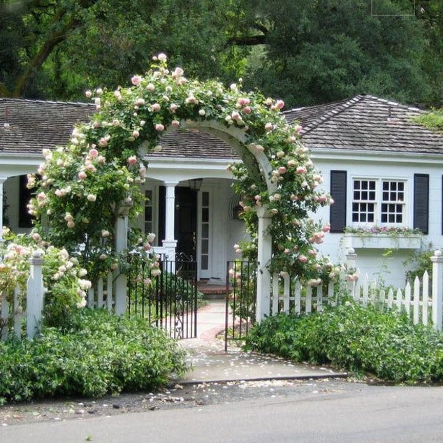 Climbing Rose Collection 8 Climbing Rose Collection - Image 6