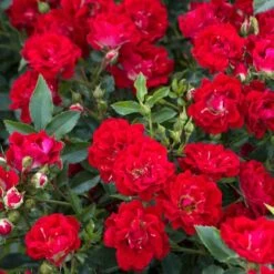 Red Drift® Rose