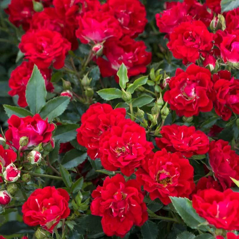 Red Drift® Rose 3 Red Drift® Rose