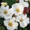 White Knock Out® Rose