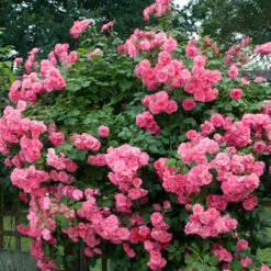 'Zéphirine Drouhin' Climbing Rose 5 'Zéphirine Drouhin' Climbing Rose -Perennials Store rose zephirine drouhin 1