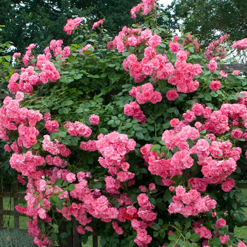 'Zéphirine Drouhin' Climbing Rose 4 'Zéphirine Drouhin' Climbing Rose - Image 2