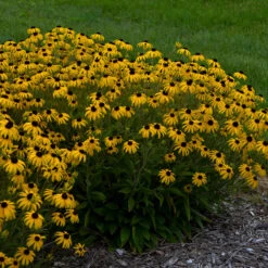 Perennials Store 42 'American Gold Rush' Black-Eyed Susan (Rudbeckia)