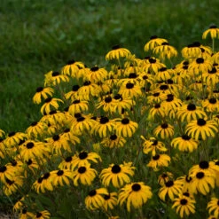 Perennials Store -Perennials Store rudbeckia american gold rush pp28498 cpbraf 0001 high res