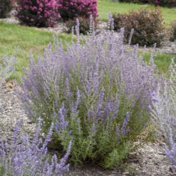 'Sage Advice' Russian Sage 8 'Sage Advice' Russian Sage -Perennials Store sage advice russian sage 2