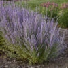 'Sage Advice' Russian Sage -Perennials Store sage advice russian sage 3