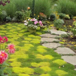 Irish Moss - Yellow -Perennials Store sagina subulata aurea scotch moss 4