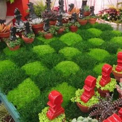 Irish Moss - Yellow -Perennials Store sagina subulata aurea scotch moss 5