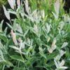 'Hakuro Nishiki' Dappled Willow -Perennials Store salix integra hakuro nishiki willow 1 sw