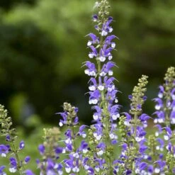 Color Spires® 'Azure Snow' Salvia -Perennials Store salvia azure snow 2 sw
