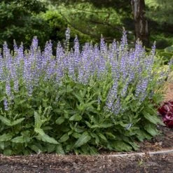 Color Spires® 'Azure Snow' Salvia -Perennials Store salvia azure snow 3 sw