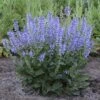 Color Spires® 'Azure Snow' Salvia -Perennials Store salvia azure snow 5 sw