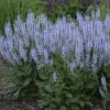 Color Spires® 'Crystal Blue' Salvia 1 Color Spires® 'Crystal Blue' Salvia -Perennials Store salvia crystal blue 1 sw